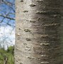 Afbeeldingsresultaten voor Prunus avium Duroni 3