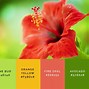 Image result for Stock-Photo One Color