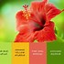 Image result for Green Color Types