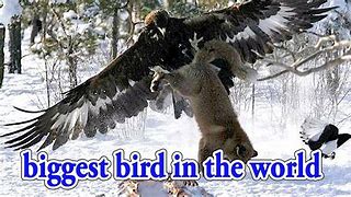 Image result for World Biggest Bird in the Thunderbird