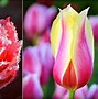 Image result for Canadian Tulip Festival