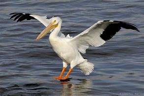 Image result for Sea Pelican