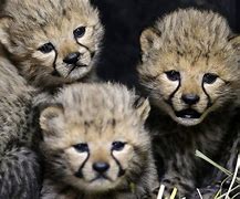 Image result for Cute Zoo Animals