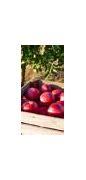 Image result for Apple Orchard Hill