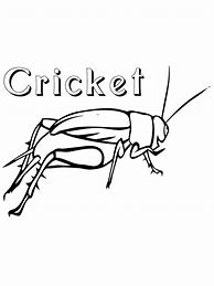 Image result for Realistic Cricket Chirping Toy