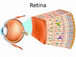 Image result for Como SE Divide La Retina