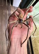 Image result for The Biggest Spider in Australia
