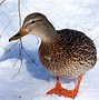 Image result for All Duck Species