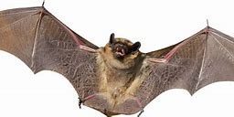 Image result for Brown Bat Teeth