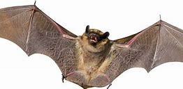 Image result for Bat with Transparent Background