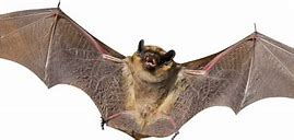 Image result for Bird That Sounds Like a Bat