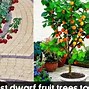 Image result for semi dwarf fruit tree