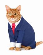 Image result for Cat Wears Suit