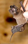 Image result for Spotted Bat Sleeping
