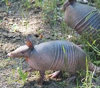 Image result for Armadillo Balled Up