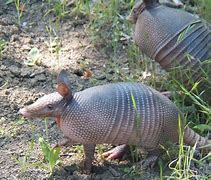 Image result for Armadillo Swimming