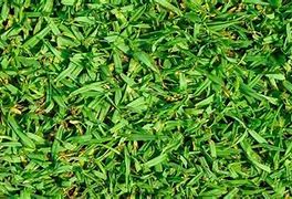 Image result for Kikuyu Grass Identification