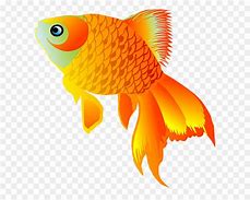 Image result for Anima Si Fish Eye