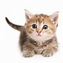 Image result for Crying Cat Meme Phone