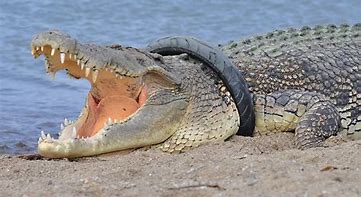 Image result for crocodilo