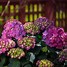 Image result for Summer Crush Hydrangea Care