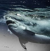 Image result for Giant Great White Shark