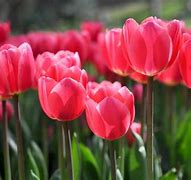 Image result for Tulip Garden HD Background