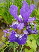 Image result for Iris sibirica Blue King