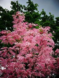 Image result for Cedrela Flamingo Chinese Toon Tree