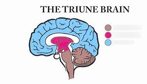 Image result for The Triune Brain in Evolution