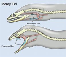 Image result for eels anatomy