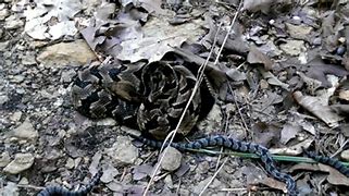 Image result for Rustlers Roost Rattlesnake