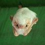 Image result for Strange Bats