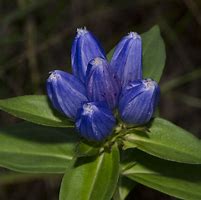 Image result for Gentiana Crystal