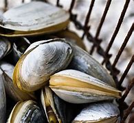 Image result for Types of Clams in Florida