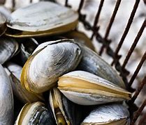 Image result for Soft-Shell Clam