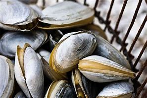 Image result for Ocean Clams Food
