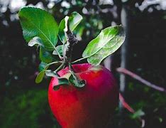 Image result for Apple Tree Leaves Turning Red