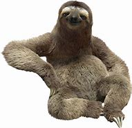 Image result for Sloth Cartoon 4K Wallpaper