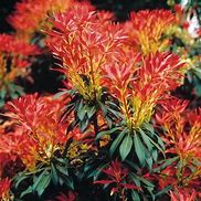 Image result for Pieris Forest Flame