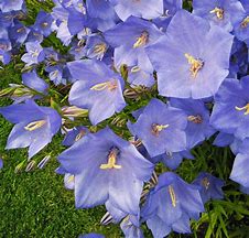 Image result for Campanula persicifolia Grandiflora Blue