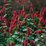 Image result for PERSICARIA AMPL. BLACKFIELD