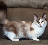 Image result for Munchkin Cat Couple PFP