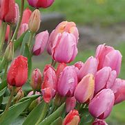Image result for Pastel Tulips Pics