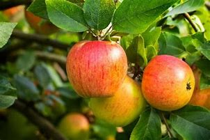 Image result for Autum Glory Apple