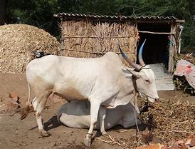 Image result for Bell Star Indian Cattle Rustler