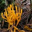 Image result for calocera_viscosa