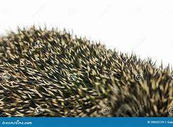 Image result for Hedgehog Quills