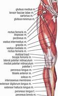 Image result for Limb Anatomy