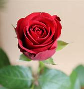 Image result for Un Rose Rouge